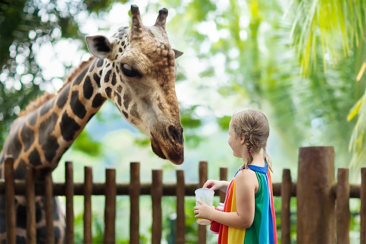 Zoo child. Сафари-парк зоопарка Сан-Диего. Дети в зоопарке. Малыши в зоопарке. Девочка в зоопарке.