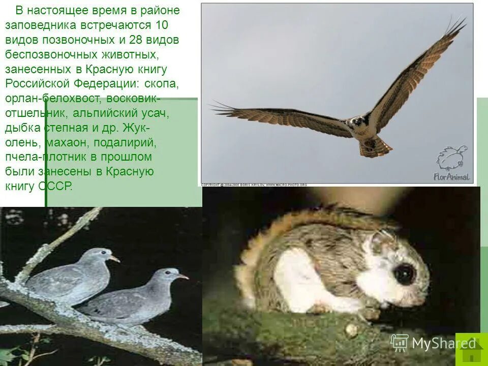 Животные в жигулевском заповеднике. Обитатели жигулевского заповедника. редкие растения и животные жигулевского заповедника. животные которые обитают в жигулевском заповеднике.