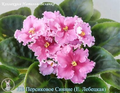 Фиалка персиковый