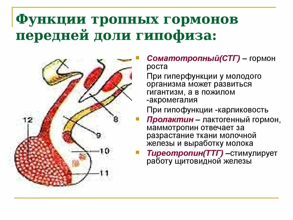 Строение гормонов передней доли гипофиза. Соматотропный гормон передней доли гипофиза. Роль гормонов передней доли гипофиза.