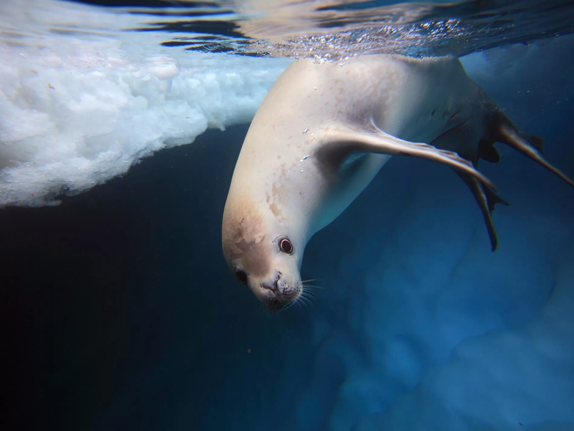 Тюлень-крабоед. Тюлень крабоед в Антарктиде. Морское ластоногое млекопитающее. Ластоногие млекопитающие тюлень. Дикое морское животное