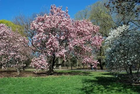 Magnolia park