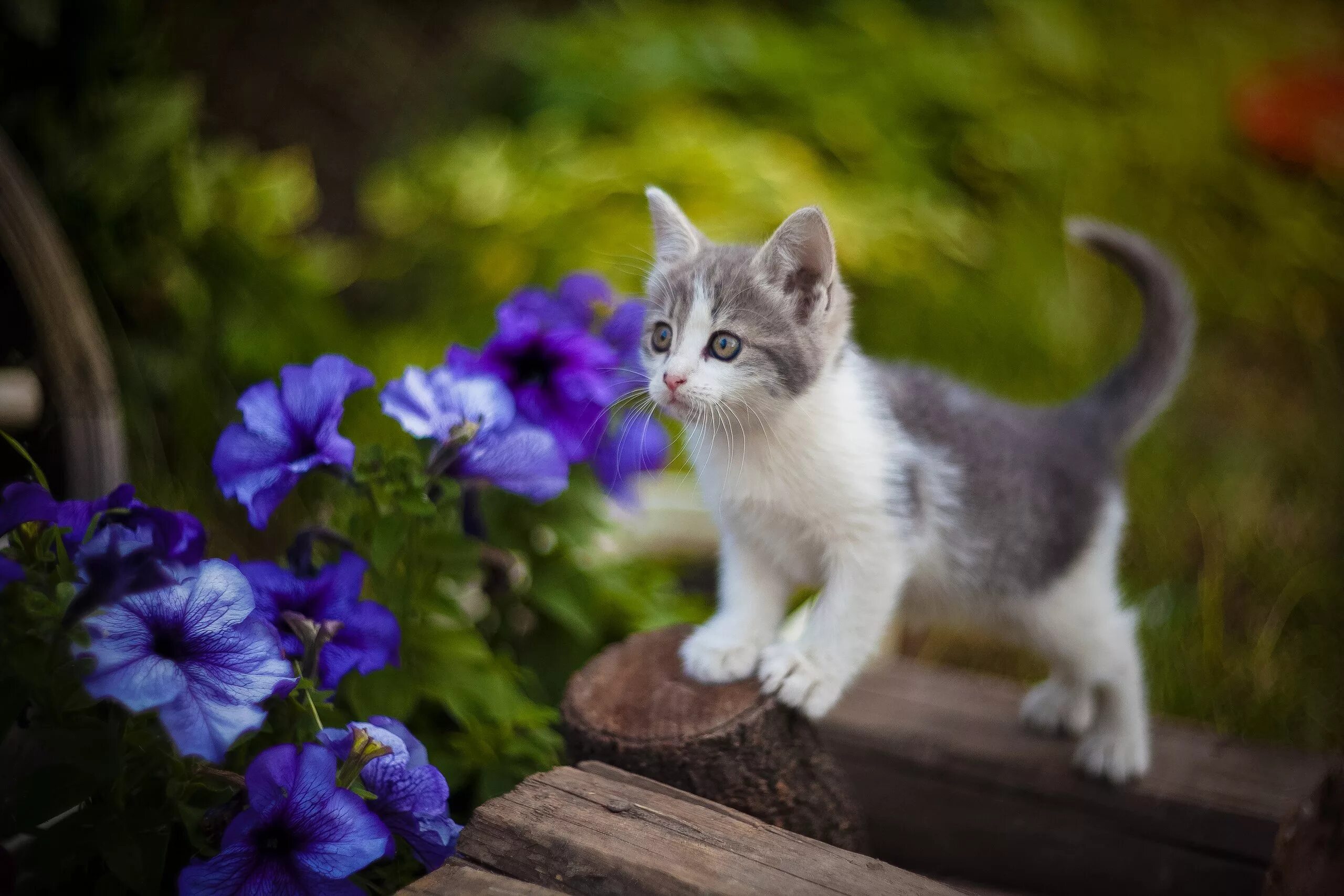 Красивый цвет кошек. Красивые котята. Красивые кошки. Кошка в цветах. Красивый кот.