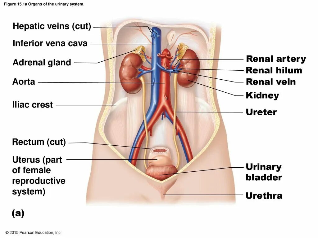 Urinary system. Репродуктивная система человека. Органы репродуктивной системы женщины.