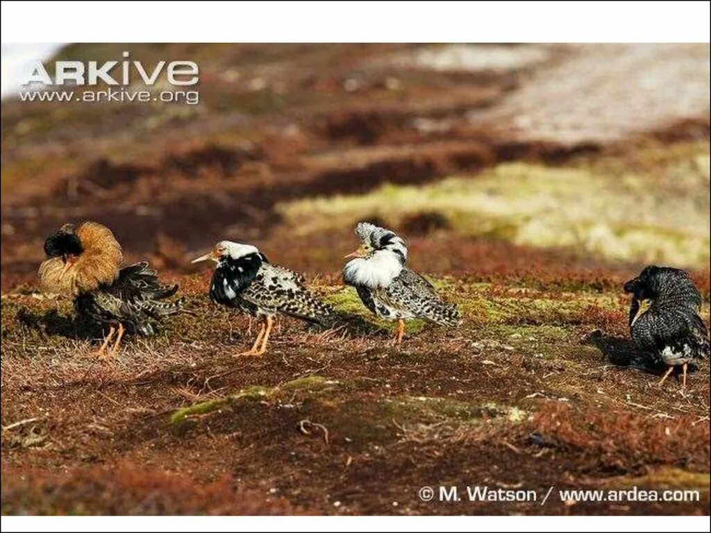 Естественный отбор индивидуальный и групповой. Групповой отбор. Групповой естественный отбор примеры. Групповой отбор фото.