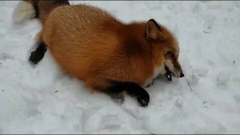 Лиса меняет окрас