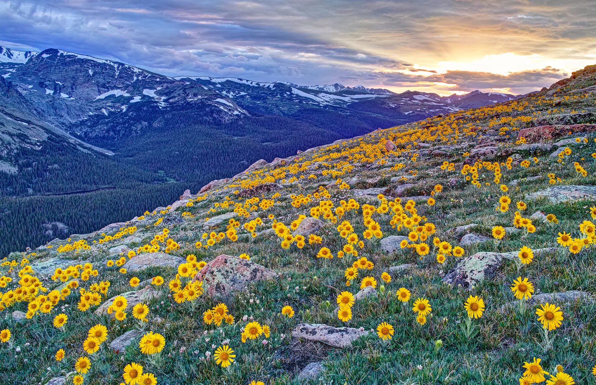 Rocky Mountain National Park USA цветы. Цветущий луг Йеллоустоун. Швеция Альпийские Луга. Альпийские Луга Анды. Растительный мир северной америки 7 класс