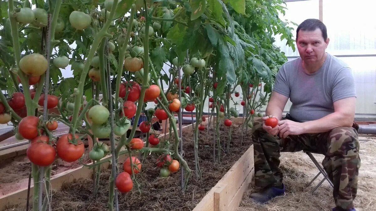 Медведев томатов купить семена. Сорт Старосельский помидоры Медведева.