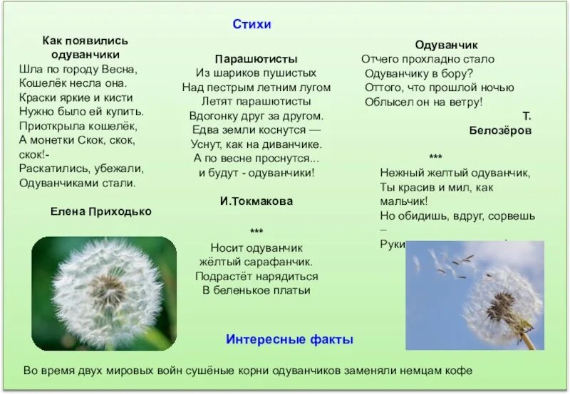 Одуванчик высотская 2 класс. Стихотворение про одуванчик. Стих про одуванчик для детей. Стих про одуванчик для дошкольников. Стих про одуванчик для детей короткие.