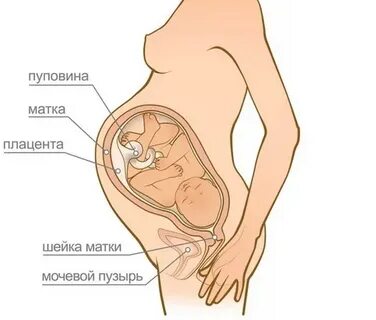 39 неделя беременности матка