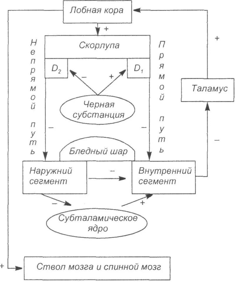 Прямой и непрямой путь. Схема стриопаллидарной системы. прямой и непрямой путь экстрапирамидной системы. стриопаллидарная система непрямой путь. пути экстраполидарной системы.