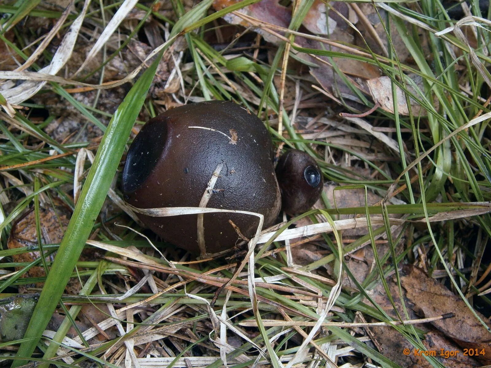 Саркасома шаровидная. Саркосома шаровидная Sarcosoma globosum. Саркосома шаровидная гриб. Саркосома шаровидная Sarcosoma globosum (Schmidel) Rehm. Молодильный гриб Саркосома.