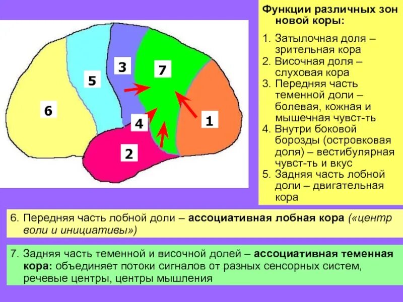 Какова функция коры. Зоны новой коры. Зоны затылочной доли. Функции зон новой коры. Функции различных зон коры.