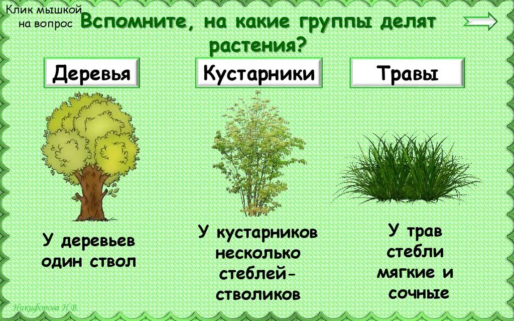 Деревья, ку, тарники, травы. Деревья кустарники травы. Группы растений деревья кустарники и травы. Дерево кустарник травянистое растение.