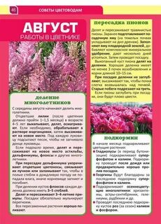 Чем подкармливать флоксы для обильного цветения