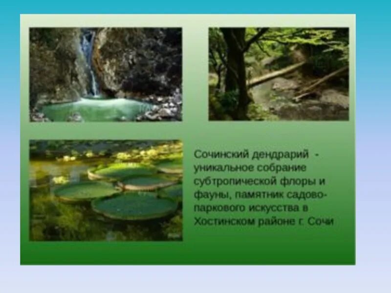 Парк сочинский сообщение 4 класс. Субтропики- национальный парк «сочинский». путешествие в национальный парк сочинский. национальный парк сочинский 4 класс. национальный парк сочинский 4 класс окружающий мир.
