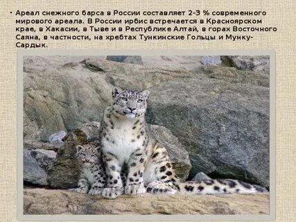 В поисках снежного барса ответы