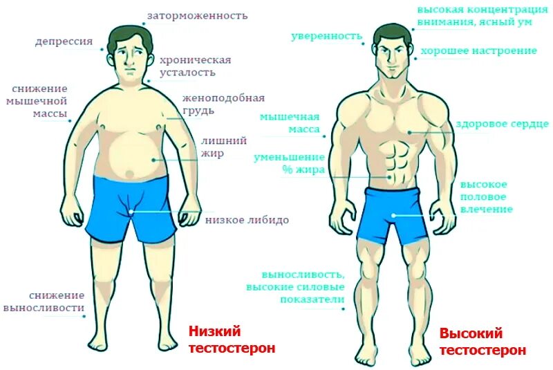 Повышение тестостерона у мужчин. Высокий тестостерон. Тестостерон у мужчин. Низкий тестостерон. Низкий тестостерон у мужчин.