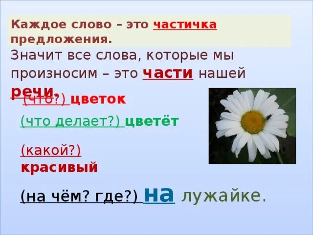 Как можно перенести слово ромашка. Слово Ромашка. Словарное слово Ромашка. Слово частичка предложение. Ромашка словарное слово в картинках.