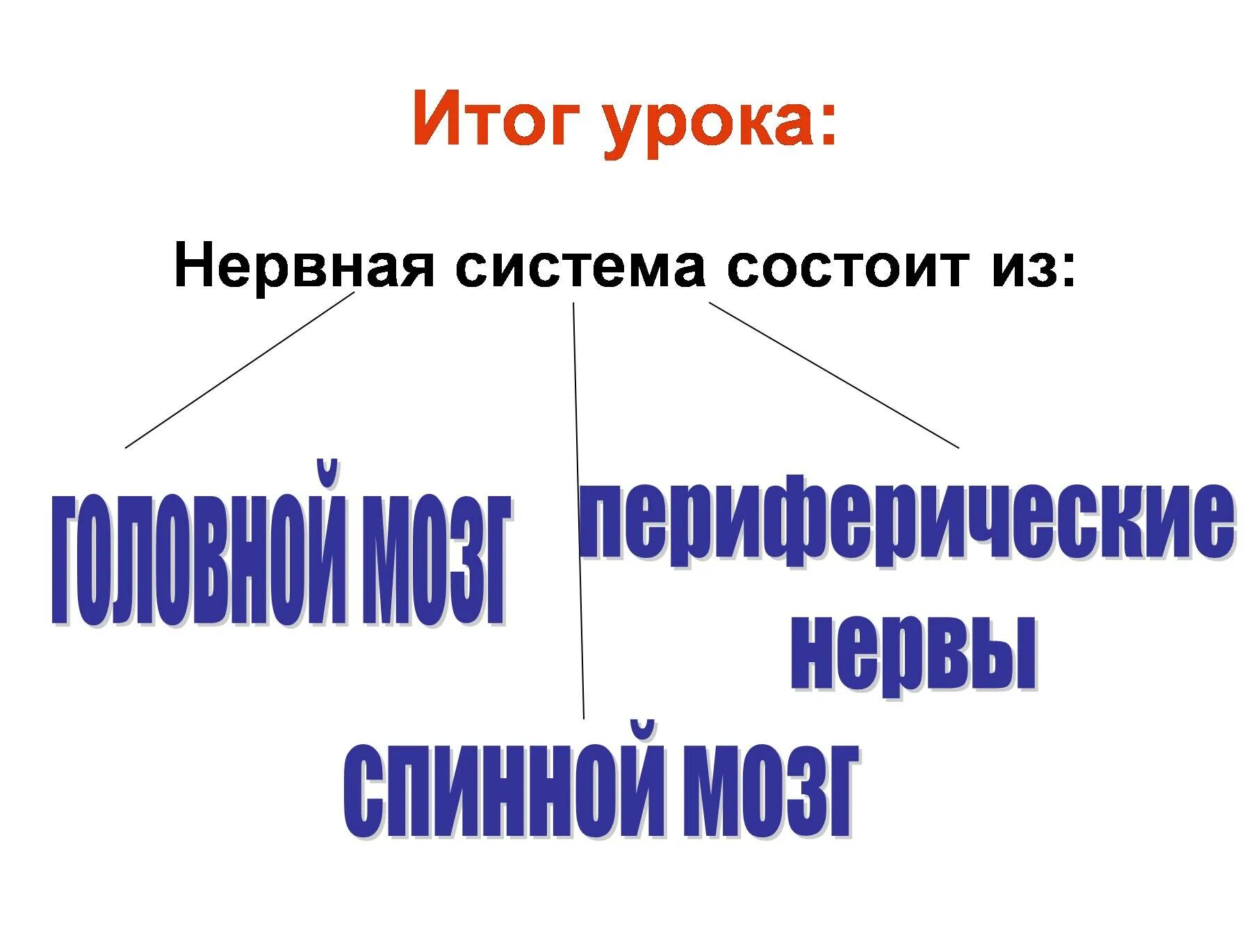 Из чего состоит нервная система. Из чего состоит нервная система