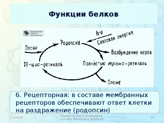 Содержат пигмент родопсин. Белок родопсин функция. Родопсин функции. Фермент родопсин. Родопсин функция белка.