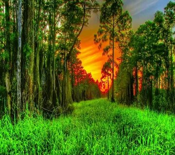 Better forest