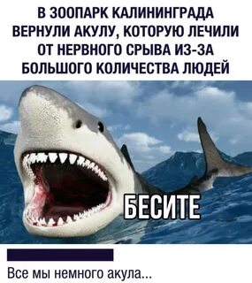Сколько человек погибает от акул в год