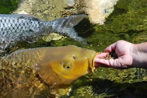 Как давать рыбам воду