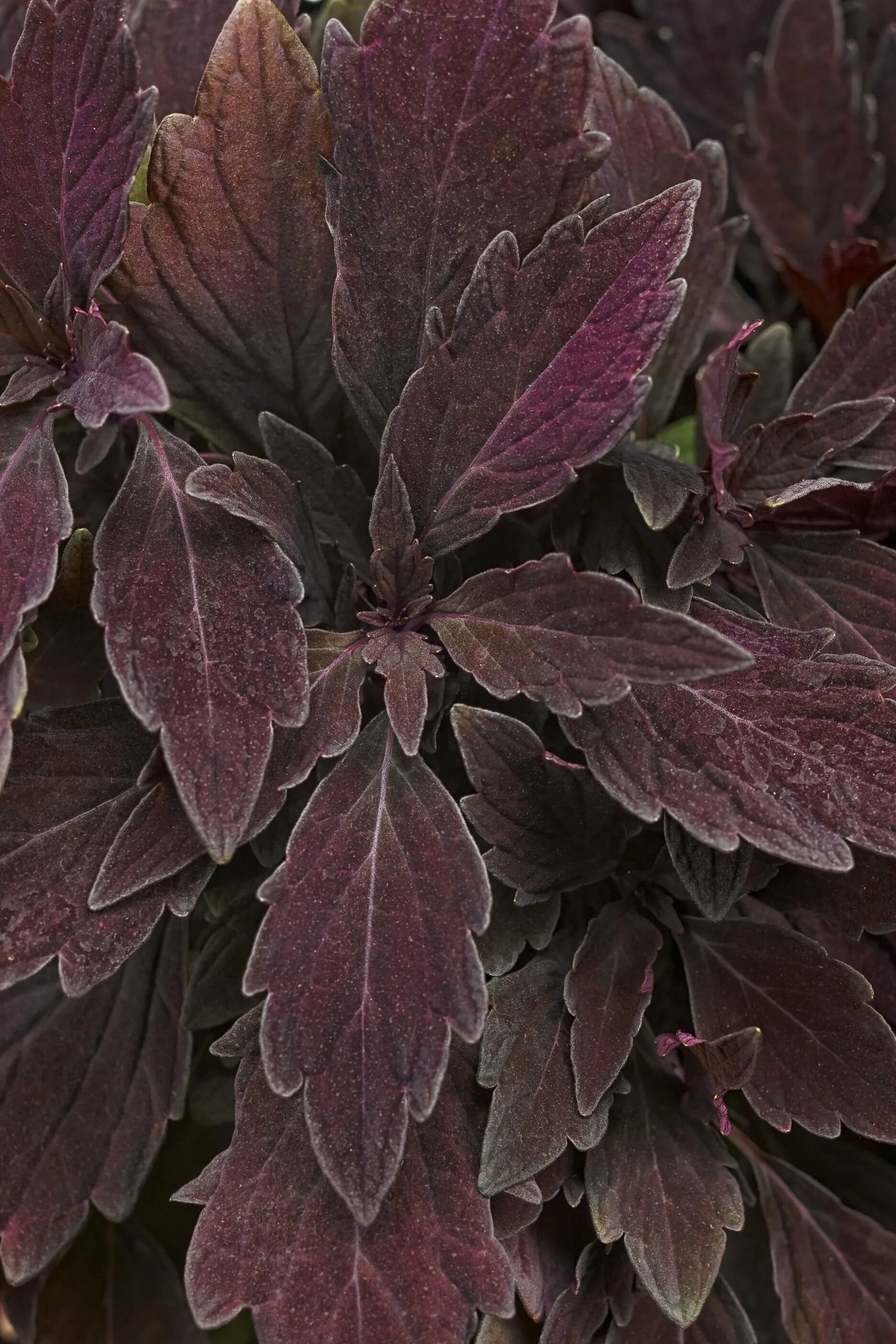 Темно фиолетовые листья растение. Колеус фиолетовый. Соленостемон колеус. Колеус Марунд. Колеус Purple.