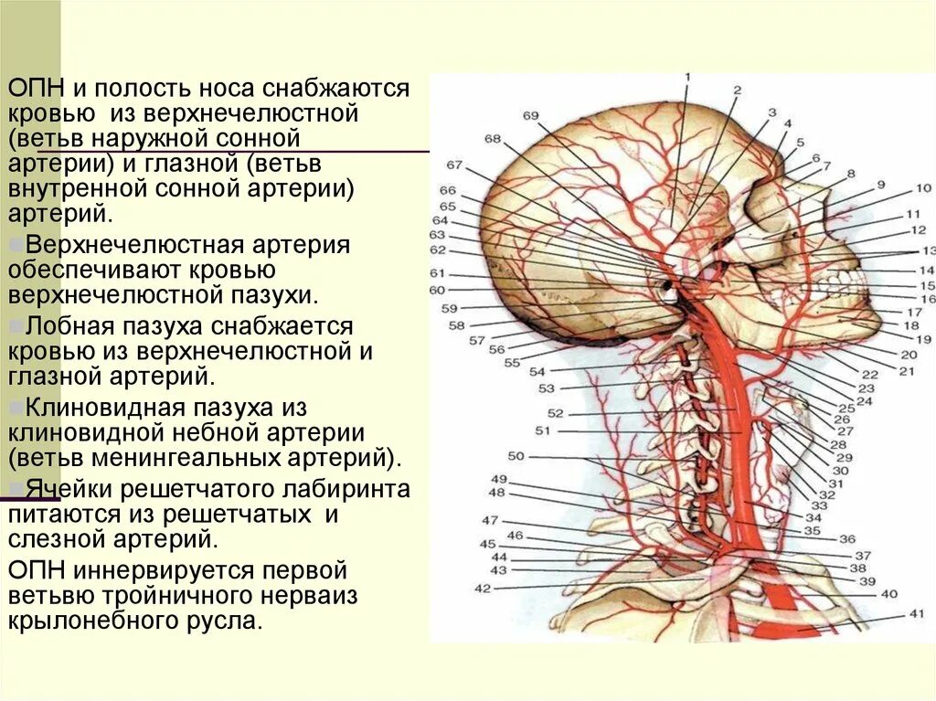 Ветви средней менингеальной артерии. Рис. 7.7 артерии головы и шеи; вид справа.. Лобная ветвь средней менингеальной артерии. Передняя ветвь средней менингеальной артерии.