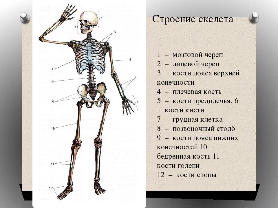Кости человека 4 класс окружающий мир. Строение костей человека с названиями. Анатомия скелета с названиями костей. Строение костного скелета. Скелет череп туловище верхняя конечность нижняя.