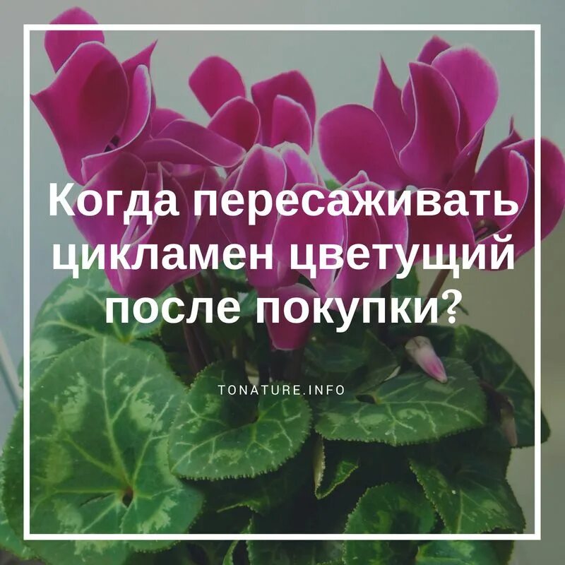 Цикламен желтеют листья. Цикламен отцвел что делать дальше. Повял цикламен. Цикламен в домашних условиях. Цикламен пересадка после магазина