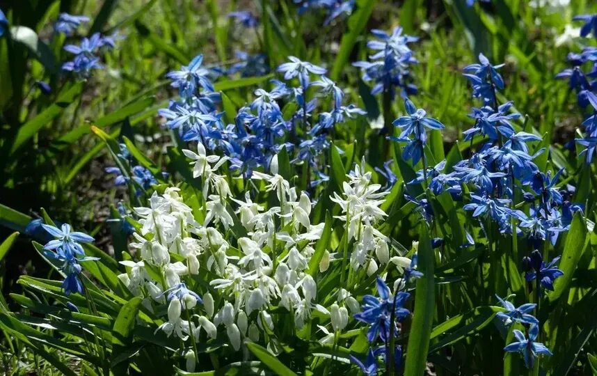 Пролеска сибирская. Сцилла Сибирская. Пролеска Сибирская Spring Beauty. Сцилла Сибирская 10шт.