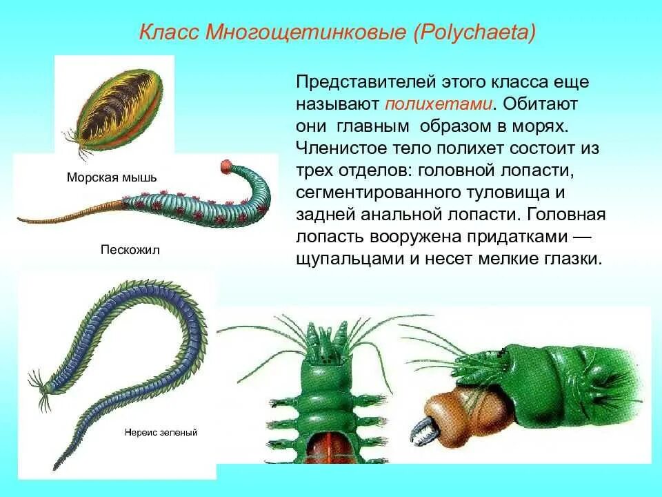 От каких животных произошли кольчатые черви моллюски. Кольчатый червь многощетинковые черви. Многощетинковые черви пескожил. Тип кольчатые черви многощетинковые. Многощетинковые черви личиночная стадия.