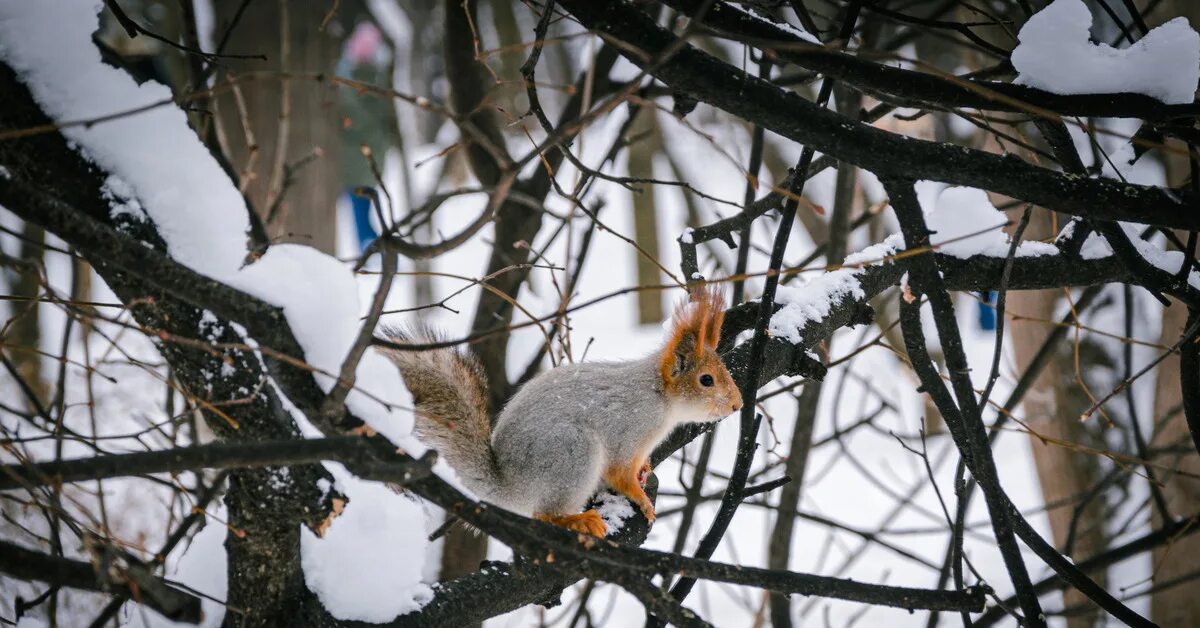 Белки живут. Предложение со словом белочка. Белки живут в дуплах. Гнездо белки. Белка где живетчем пиается.