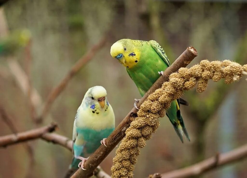 Попугаи волнистые попугайчики. Волнистый попугай Budgie. Попугай зеленый волнистик. Родина волнистых попугайчиков.