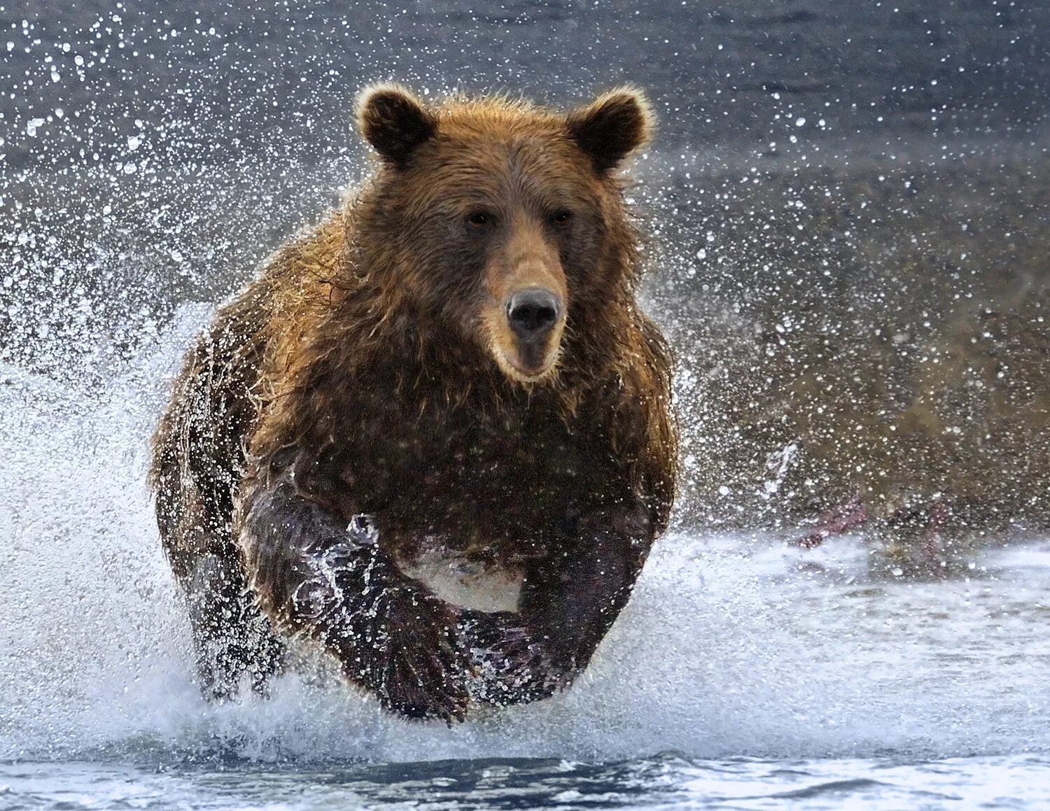 Сонник медведь к чему снится женщине. Медведь бежит. Бурый медведь бежит. Медведь в прыжке. Медведь прыгает.