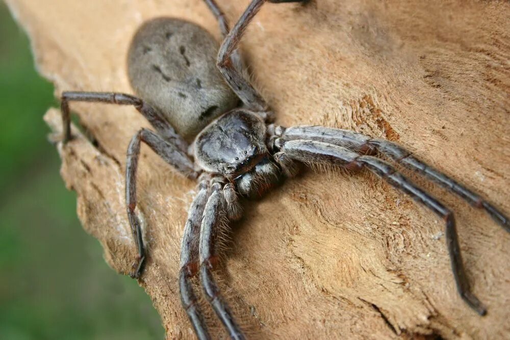 Huntsman spider. Паук-охотник heteropoda maxima. паук хантсмен австралии. паук-егерь (huntsman spider). гигантский австралийский паук охотник.