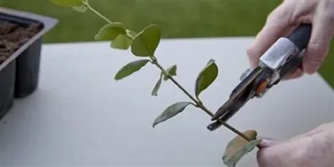 Укоренение жасмина черенками