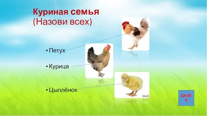Куриная семья семья. Курица петух и цыпленок игра трава. Петух курица цыпленок детали. Назови семью курицы.