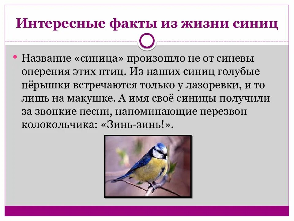 Лучше синица в руках чем. Пословицы и поговорки про синичку. Пословицы про синицу для детей. Пословицы про синицу для детей. Пословицы про синичку.