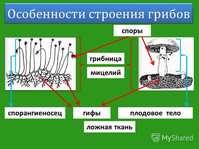 Функция мицелия гриба. Строение гриба. строение грибницы.