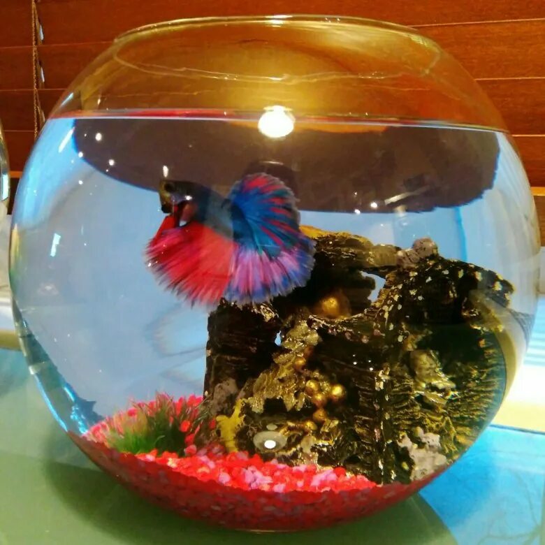 петушок рыбка коронохвостый зеленый. петушок халфмун красный. рыбка петушок бетта спленденс. петушок халфмун. петушок бетта спленденс.