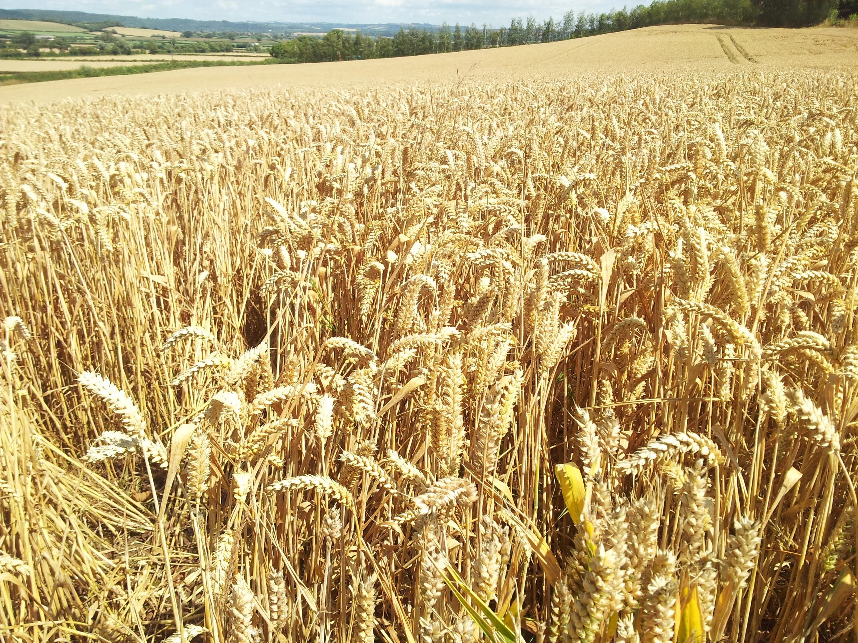 Плантации пшеницы Чехии. Ячменное поле Смоленск. Пшеница. Пшеничное поле.