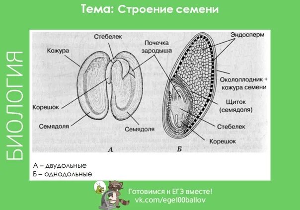 Строение семени. Строение семени ЕГЭ. Разнообразие и строение семени. Строение семени гороха функциональная.