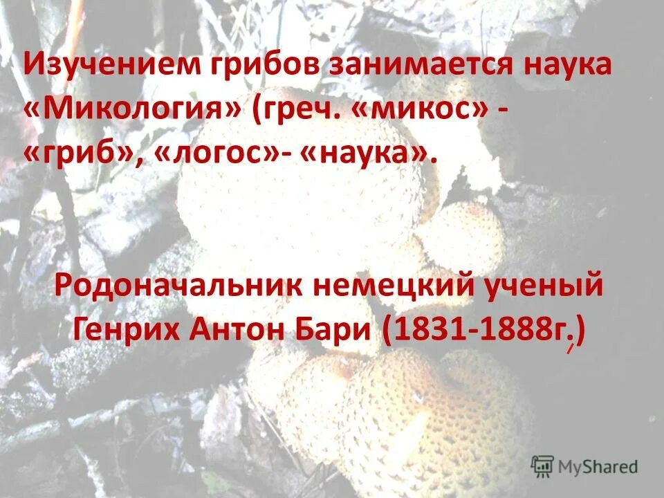 Наука про грибы. Наука изучающая грибы. Ученые изучающие грибы. Микология презентация. Микология это наука изучающая.