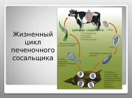 Жизненный цикл печеночного сосальщика