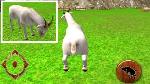 Real goat