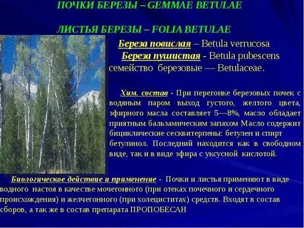 Gemmae betulae