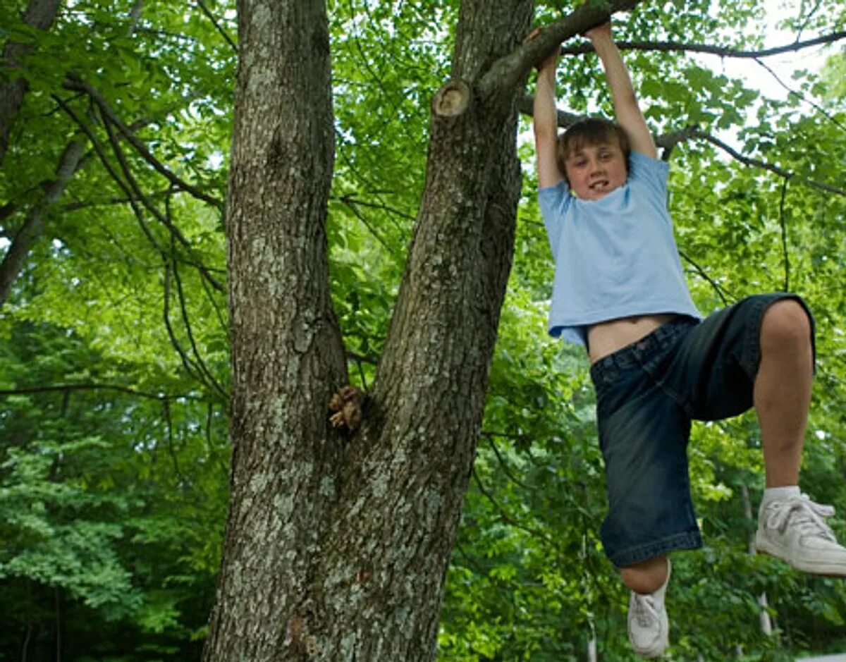 I climb trees. Climb a tree. tree climbing.